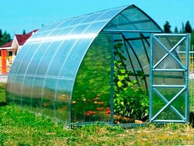 Paano pumili ng polycarbonate para sa iyong greenhouse