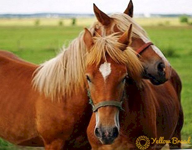 Parring af heste: Valg af dyr, avlsmetoder, måder at parre