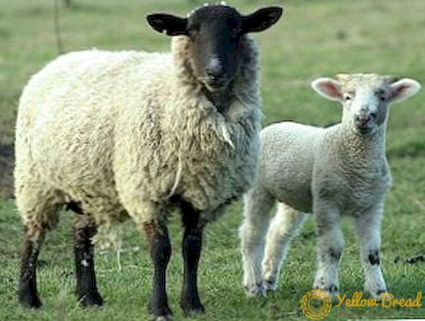 Fokken van schapen: paring van schapen