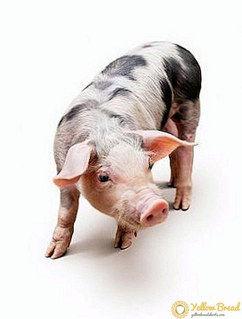 Todo o máis importante sobre os porcos reprodutores raza Pietren