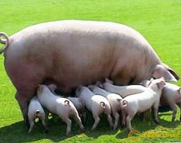 Hvilke griser er kjøtt: Bli kjent med de mest produktive raser