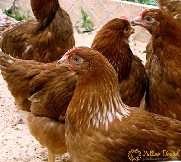 Opdræt rødhårede kyllinger: tips til opbevaring og fodring