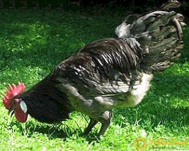 Kjøtt-egg raser av kyllinger: fordeler, ulemper, funksjoner