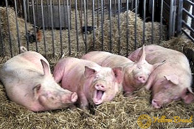 ملامح وقواعد الخنازير لتسمين اللحوم: النمو 