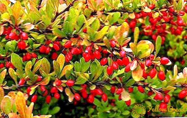 Barberry: composition, use, beneficial properties and contraindications