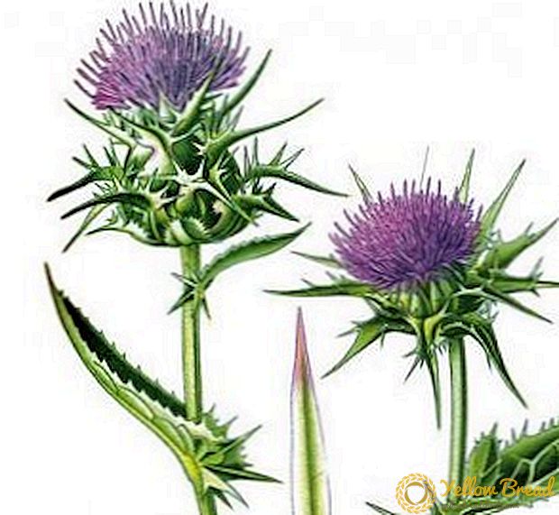 The benefits and harms of milk thistle