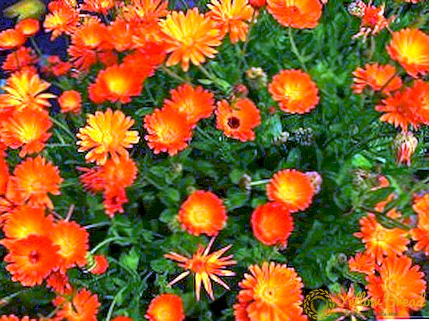 The best tips for the care and planting of calendula