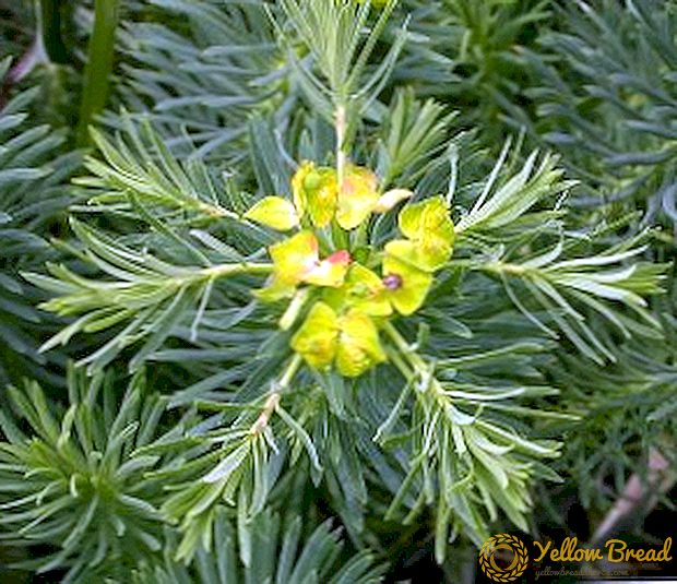 Pretentieloze vaste plant: Euphorbia cipres (kenmerken van aanplant en verzorging)