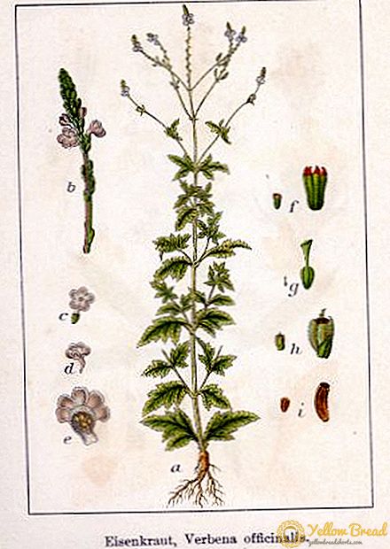 Τι είναι χρήσιμο verbena officinalis