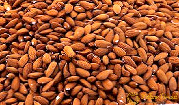 Semua sifat almond yang bermanfaat dan berbahaya