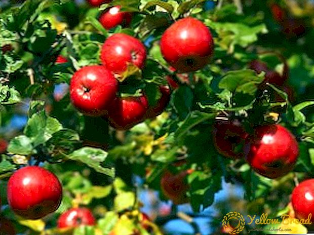 Apple varieties for the Moscow region