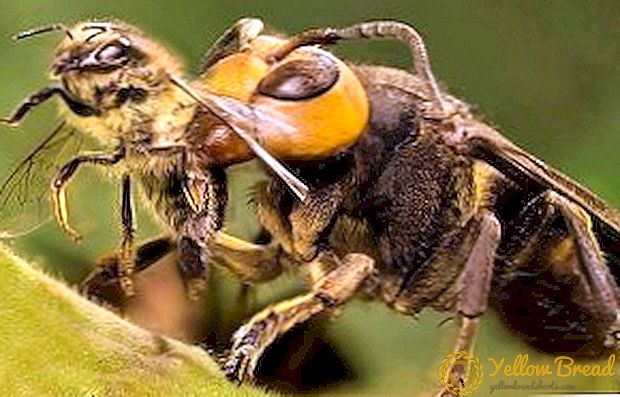 Wie man die Hornissen von der Datscha oder vom Bienenhaus entfernt