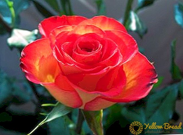 Rose: form, färg och arom