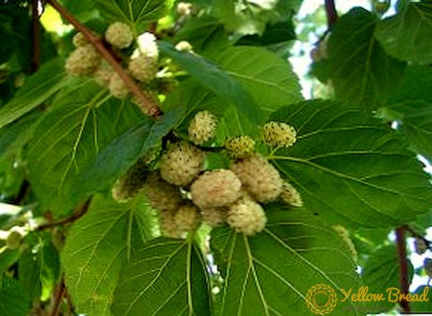 Witte mulberry kweken: planten en verzorgen van moerbeiboom