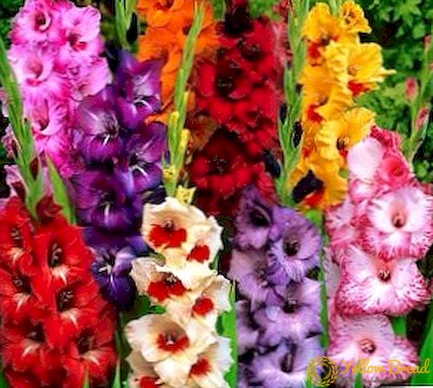 Gladiolus in containers: growing and care