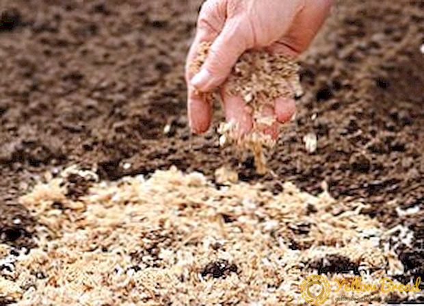 آیا امکان استفاده از خاک اره به عنوان کود در باغ وجود دارد