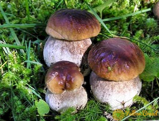 Hoe niet om op de valse boletus te komen: een lijst van oneetbare paddenstoelen