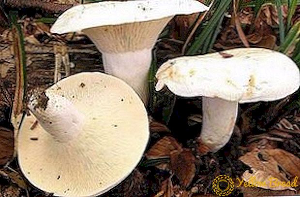 Дали е можно да се јаде печурки од црно млеко: како да се разликува вистинска печурка од лажен
