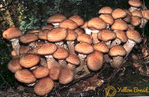 Types of inedible honey agarics, first aid for poisoning