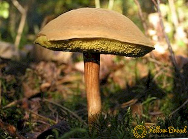 Boletus 버섯 : 설명, 유형, 차이점
