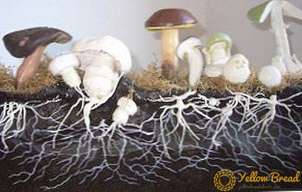 Mycelium produksie tegnologie (mycelium): hoe om mycelium tuis te groei