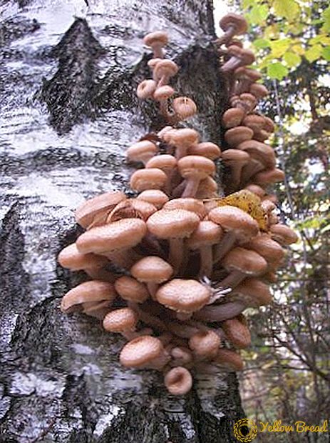 The difference between edible and false fungi, how to distinguish foam moss from the usual mushrooms