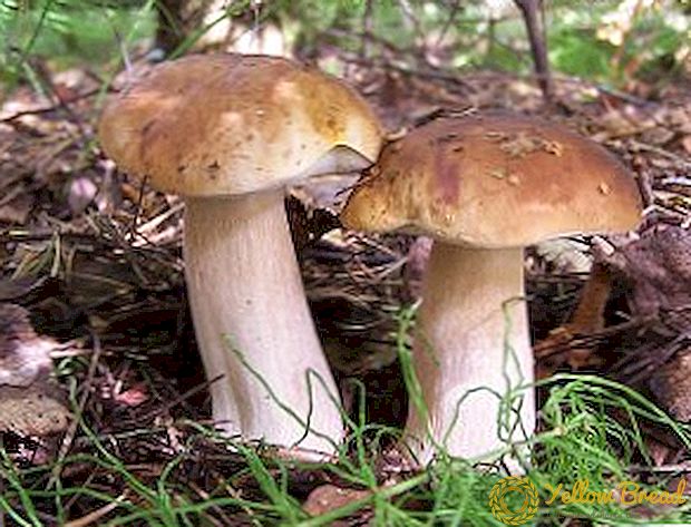 Tyypit valkoisia sieniä