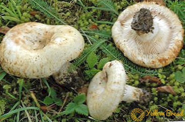 Hyönteiset ja haitalliset sienien sienien ominaisuudet