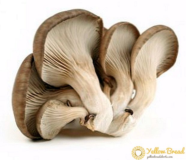 Frozen oyster mushrooms for the winter: a step-by-step recipe with photos