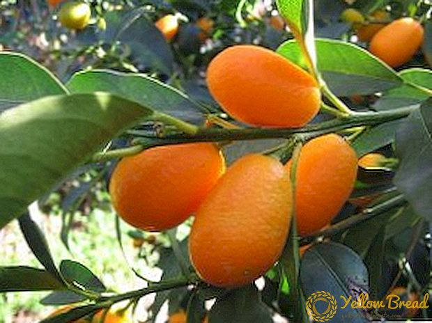 Vrste Kumquat i njihov opis