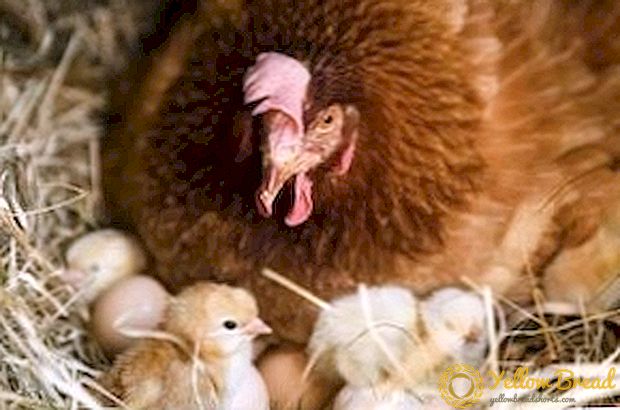 Να αποκτήσετε νεαρά πουλερικά με φυσική επώαση αυγών