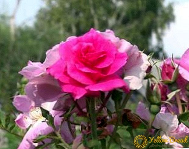 6 most frequent misconceptions about the shelter and the preparation of roses for winter