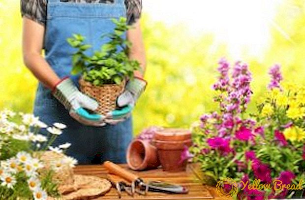 8 basic mistakes gardeners