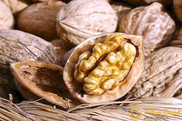 Lumalagong mga walnuts tulad ng isang rural na negosyo