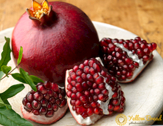 Pomegranate Miracle Berry: Mungkinkah menanamnya di pondok musim panas di jalur tengah?