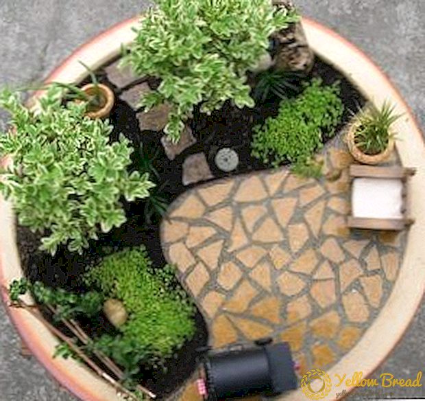 Het kiezen van planten voor een minituin in een pot
