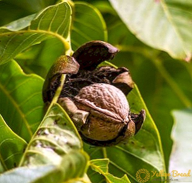 Landbouwcultuur en zorg voor walnoten