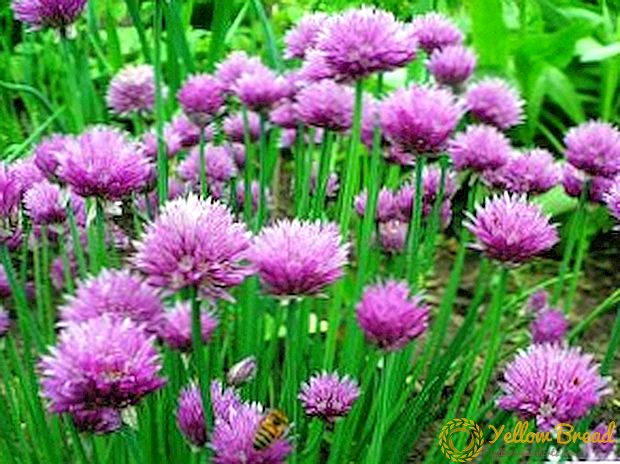 Chives: Calorie, composition, beneficial properties and contraindications