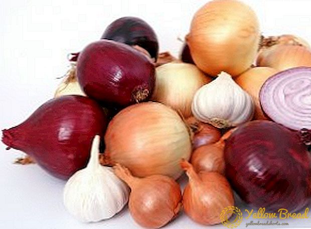 The use of onions: the benefits and harm to health