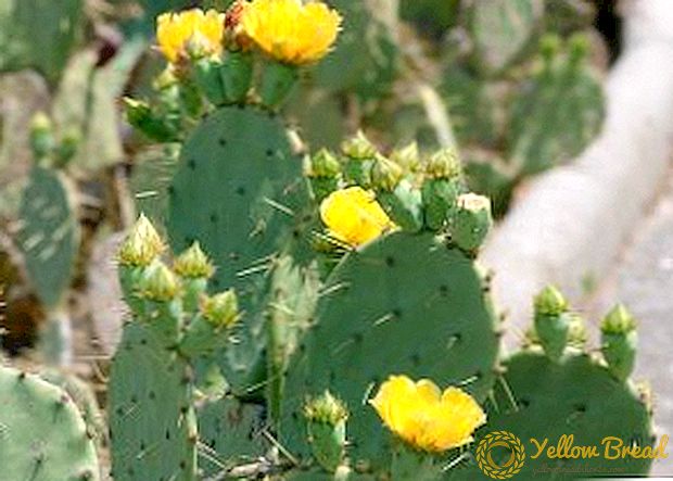 Lijst van cactusvijgensoorten