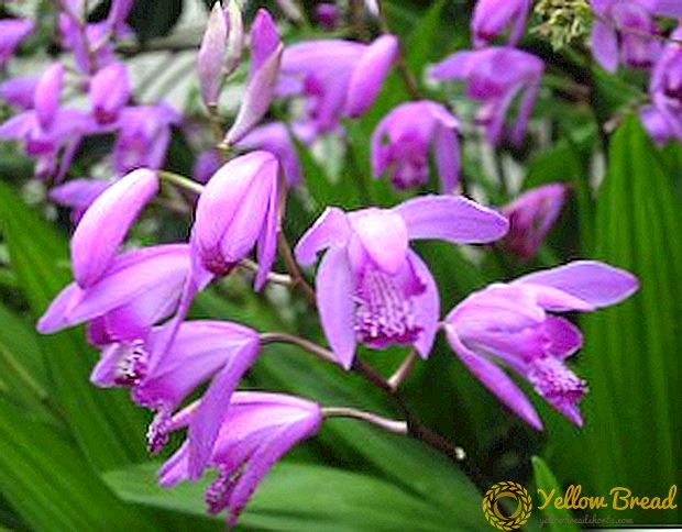 Orchid Bletilla: semua yang anda perlukan untuk mengetahui mengenai penjagaan yang tumbuh dan betul
