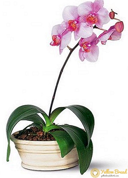 Phalaenopsis orkidosunun yarpaqları qurudulmanın əsas səbəbləri varsa nə etmək lazımdır