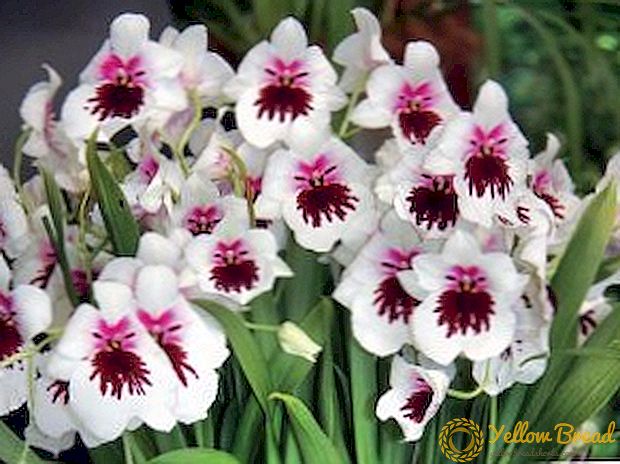 Miltoniopsis: Kuinka hoidata kotimainen orkidea