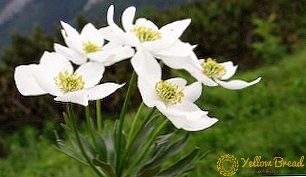 Anemone (anemone) skógur
