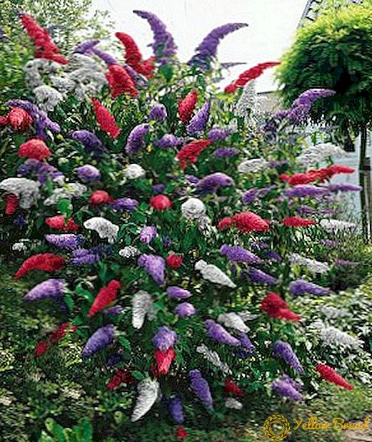 Budley: the subtleties of growing the queen of flowering shrubs