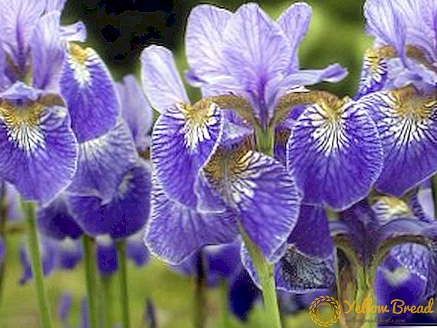 Katalog över populära sorter av iris