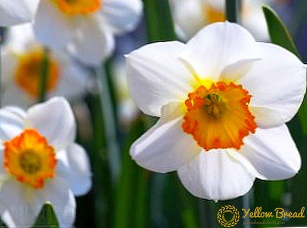 Klasik Daffodil: kòman yo chwazi yon plant pou kabann flè ou