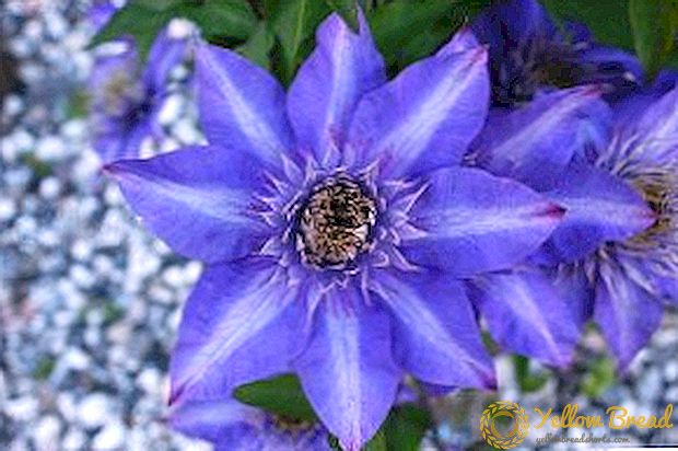 Clematis pruning technology, how and when to prune a plant