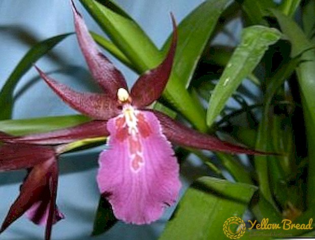 Growing miltassia: planting and care at home