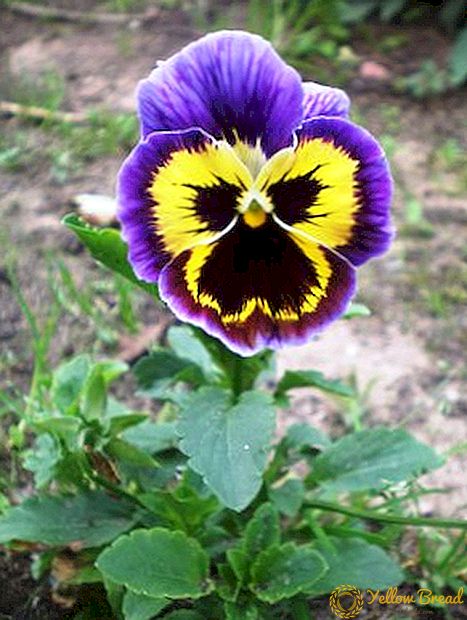 Ap grandi Viola: plante, swen ak elvaj
